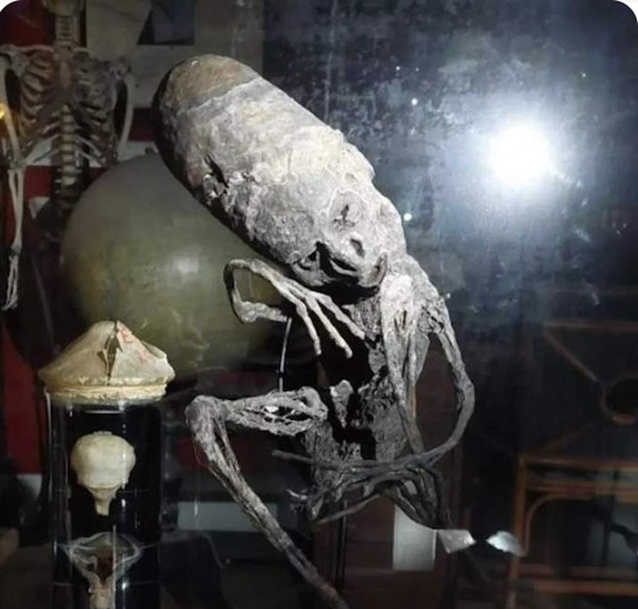 Momia de una criatura humanoide con un cráneo enorme y alargado y tres dedos en las manos