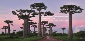 Los-arboles-mas-curiosos-del-mundo.jpg