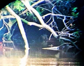fotografio-troll-en-el-pantano2.jpg