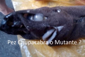 Pez-Chupacabra-o-Mutante.jpg