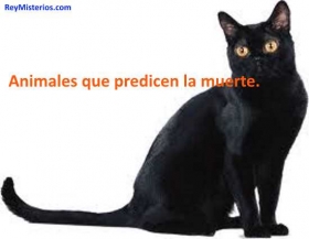 Animales-que-predicen-la-muerte.jpg