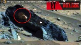 Descubierto-en-la-superficie-de-Marte-Puercoespin.jpg