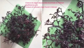 Criatura-de-origen-desconocido-encontrado-en-vietnam.jpg