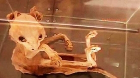 Momia-de-un-animal-misterioso.jpg