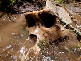 Enorme-craneo-de-Bigfoot-encontrado-en-canada.jpg