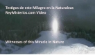 Testigos-de-este-Milagro-en-la-Naturaleza.jpg