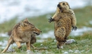 Zorro-y-la-marmota-mejor-fotografia-de-la-Naturaleza.jpg