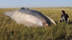 Aparece-ballena-varada-tierra-adentro.jpg