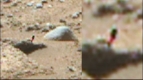 Planta-Rosa-y-Verde-en-estas-imagenes-marcianas.jpg