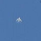OVNI-con-Tentaculos-Aparece-en-el-Cielo-de-Medellin3.jpg