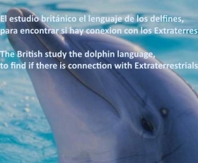 delfin-cerca-dolphin.jpg