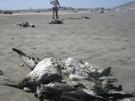 mueren-cerca-de-mil-pelicanos-en-la-costa-peruana.jpg