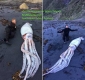 calamar-gigante-Nueva-Zelanda.jpg