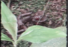 Supuesto-video-ET-de-Varginha-aparece-en-Internet.jpg